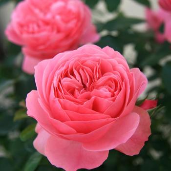 Rosa - 'Leonardo da Vinci&reg;' Rose