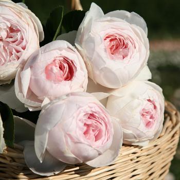 Rosa (Hybrid Tea Rose) - Parfuma&reg; 'Earth Angel&trade;'