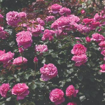 Rosa - 'Yves Piaget&reg;' Rose