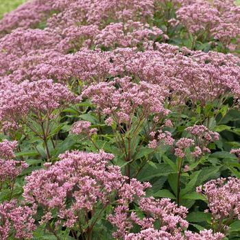 Eupatorium purpureum (Dwarf Joe-Pye Weed) - Euphoria&trade; 'Ruby'