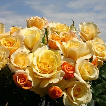 Rosa (Hybrid Tea Rose) - Eleganza&reg; 'Sunny Sky&trade;'