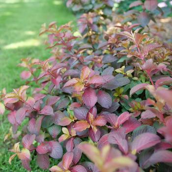 Weigela florida - Midnight Sun&reg;