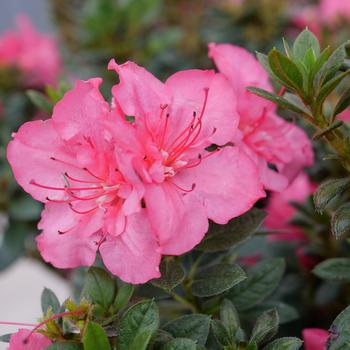 Rhododendron - 'Perfecto Mundo Epic Coral&reg;' Reblooming Azalea