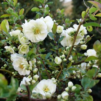 Chaenomeles speciosa - Double Take Eternal White&reg; Quince