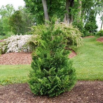 Chamaecyparis pisifera - Cedar Rapids&reg; False Cypress
