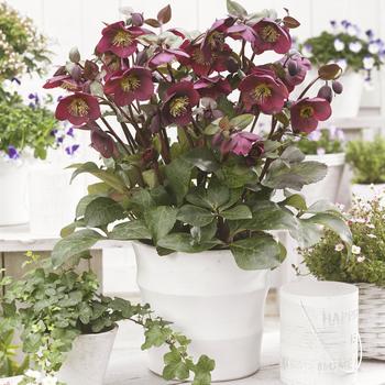 Helleborus (Lenten Rose) - Frostkiss&reg; 'Anna's Red'