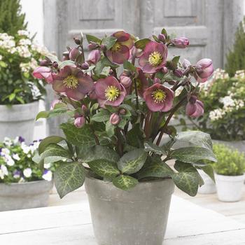 Helleborus (Lenten Rose) - Frostkiss&reg; 'Pippa's Purple&reg;'