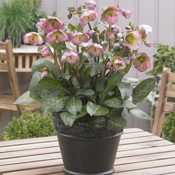 Helleborus (Lenten Rose) - Frostkiss&reg; 'Dorothy's Dawn&trade;'