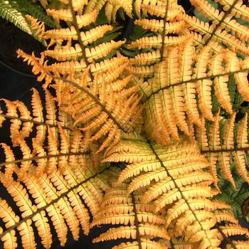 Dryopteris wallichiana - 'Jurassic Gold' Hardy Fern