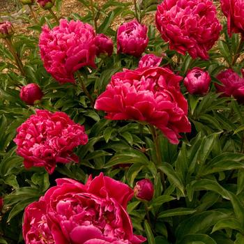 Paeonia lactiflora - 'Karl Rosenfeld' Peony