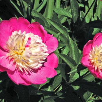 Paeonia lactiflora - 'Gay Paree' Peony