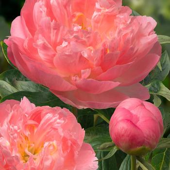 Paeonia lactiflora - 'Pink Hawaiian Coral' Peony
