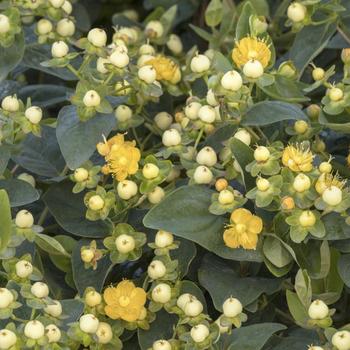 Hypericum x inodorum (St. John's Wort) - FloralBerry&reg; 'Chardonnay'