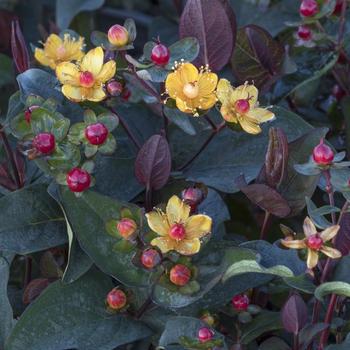 Hypericum x inodorum - FloralBerry&reg; 'Sangria'