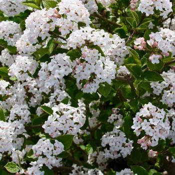 Viburnum carlesii - 'Sugar n' Spice&trade;' Koreanspice Viburnum