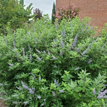 Vitex - 'Summertime Blues&reg;' Chaste Tree