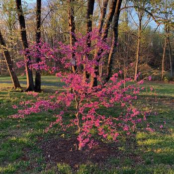 Cercis canadensis - 'Zig Zag&reg;' Redbud