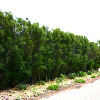 Rhamnus frangula - ''Fine Line&reg;'' Buckthorn