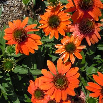 Echinacea (Coneflower) - Artisan&trade; 'Soft Orange'