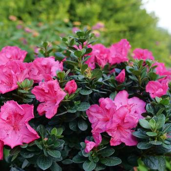Rhododendron - 'Perfecto Mundo Epic Pink&reg;' Reblooming Azalea