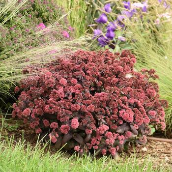 Sedum hybrid - Rock 'N Grow&reg; 'Midnight Velvet'