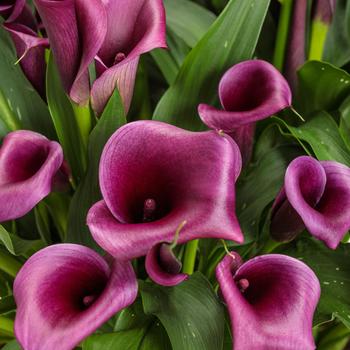 Zantedeschia (Calla Lily) - Be My&reg; 'Destiny'