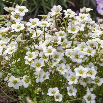 Saxifraga x arendsii (Saxifrage) - Alpino&trade; White