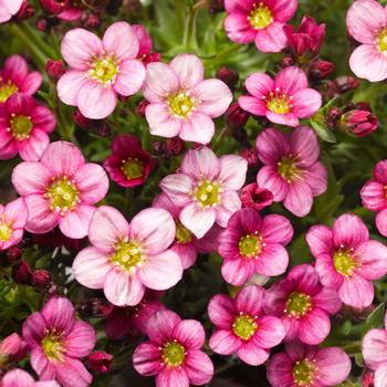 Saxifraga x arendsii - Alpino&trade; Pink