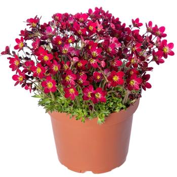 Saxifraga x arendsii - Alpino&trade; Red