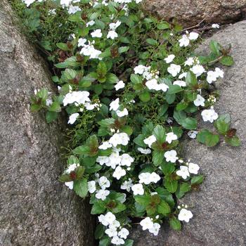 Veronica - 'Whitewater' Creeping Speedwell