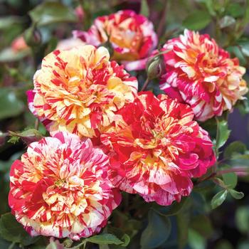 Rosa x - All American Magic&trade; Grandiflora Rose