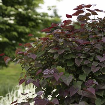 Cercis canadensis - Garden Gems&reg; Amethyst Redbud