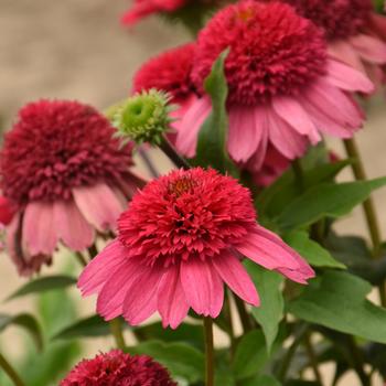 Echinacea (Coneflower) - Double Dipped&trade; 'Watermelon Sugar'