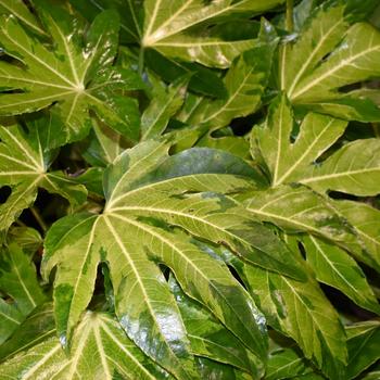 Fatsia japonica (Japanese Aralia) - Camouflage&reg; Variegata