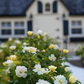 Rosa (Shrub Rose) - Knock Out&reg; Sunny