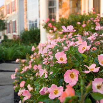 Rosa (Shrub Rose) - Knock Out&reg; Rainbow