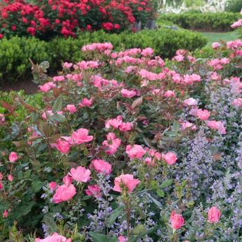 Rosa (Shrub Rose) - Knock Out&reg; Pink
