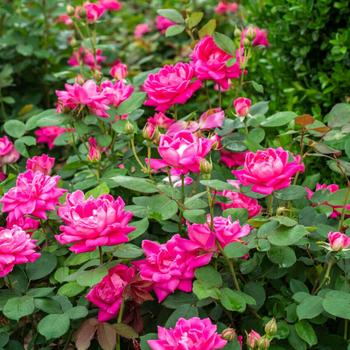 Rosa (Shrub Rose) - Knock Out&reg; Pink Double