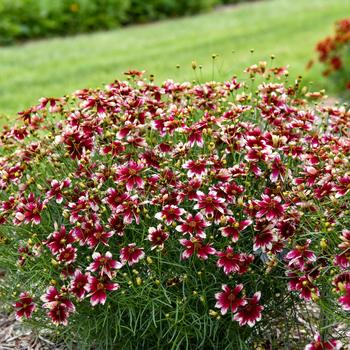 Coreopsis verticillata (Threadleaf Coreopsis) - Designer Threads&trade; 'Heartstrings'