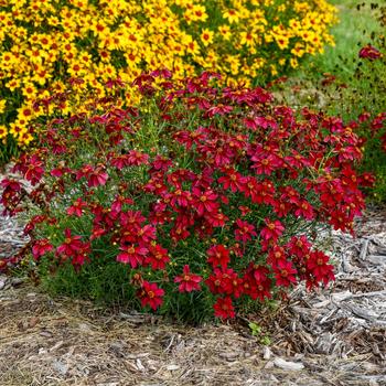 Coreopsis verticillata (Threadleaf Coreopsis) - Designer Threads&trade; 'Scarlet Ribbons'