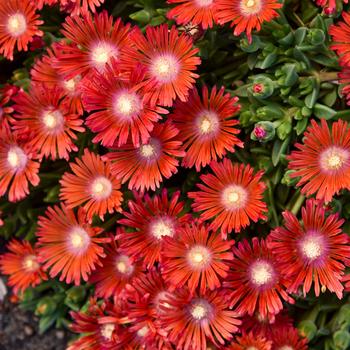 Delosperma hybrid (Ice Plant) - Kaleidoscope&trade; 'Dancing Embers'