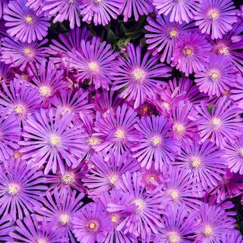 Delosperma hybrid - Kaleidoscope&trade; 'Orchid Flash' Ice Plant