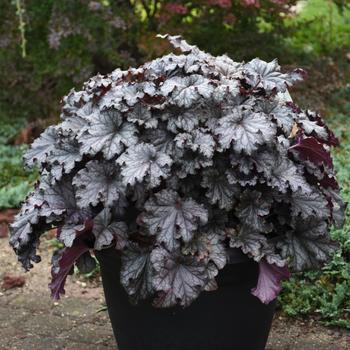 Heuchera (Coral Bells) - Dressed Up&trade; 'Prom Dress'