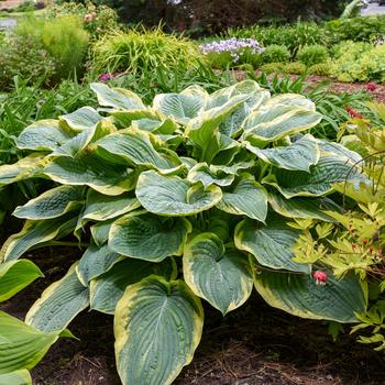 Hosta - Shadowland&reg; 'Gigantosaurus'