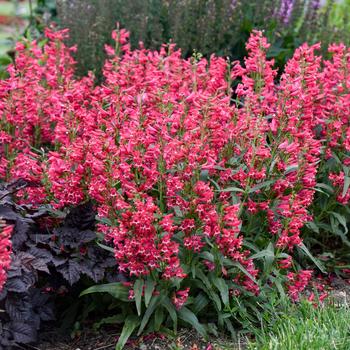 Penstemon barbatus (Bearded Penstemon) - Bejeweled&trade; 'Rose Rhinestones' 