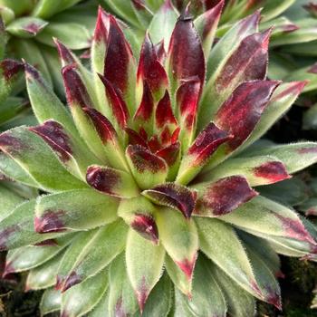 Sempervivum (Hens and Chicks) - Chick Charms&reg; AppleTeaser&trade;