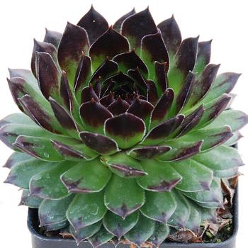 Sempervivum (Hen and Chicks) - Chick Charms&reg; Appletini&trade;