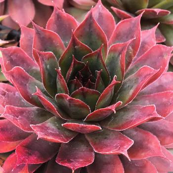 Sempervivum (Hen and Chicks) - Chick Charms&reg; Autumn Apple&trade;