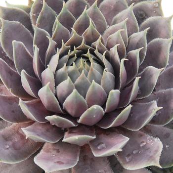 Sempervivum (Hen and Chicks) - Chick Charms&reg; Berry Blues&trade;