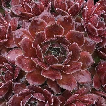 Sempervivum (Hens and Chicks) - Chick Charms&reg; Berry Bomb&trade;